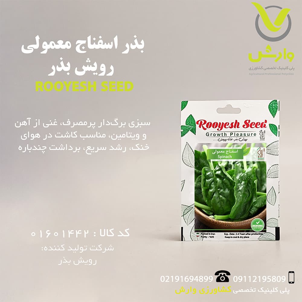 بذر اسفناج معمولی رویش بذر