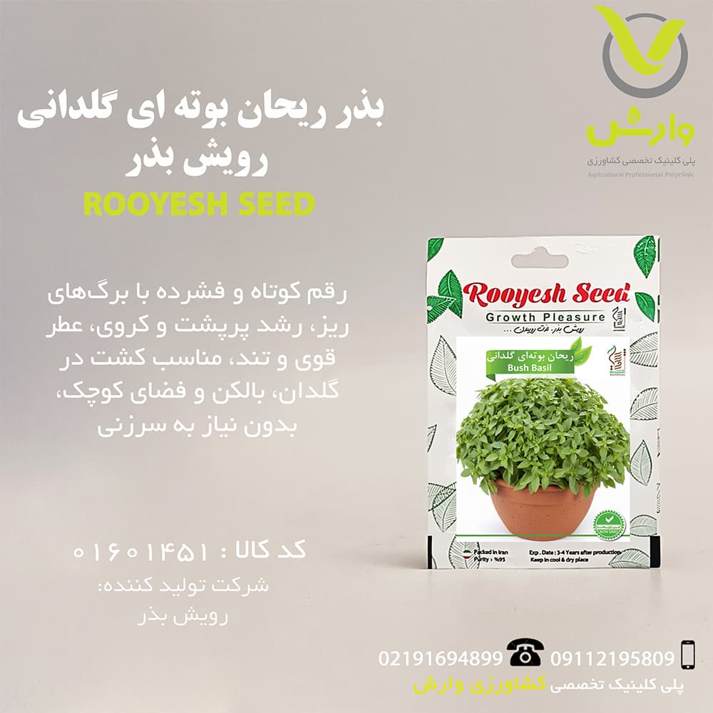 بذر ریحان بوته ای گلدانی رویش بذر