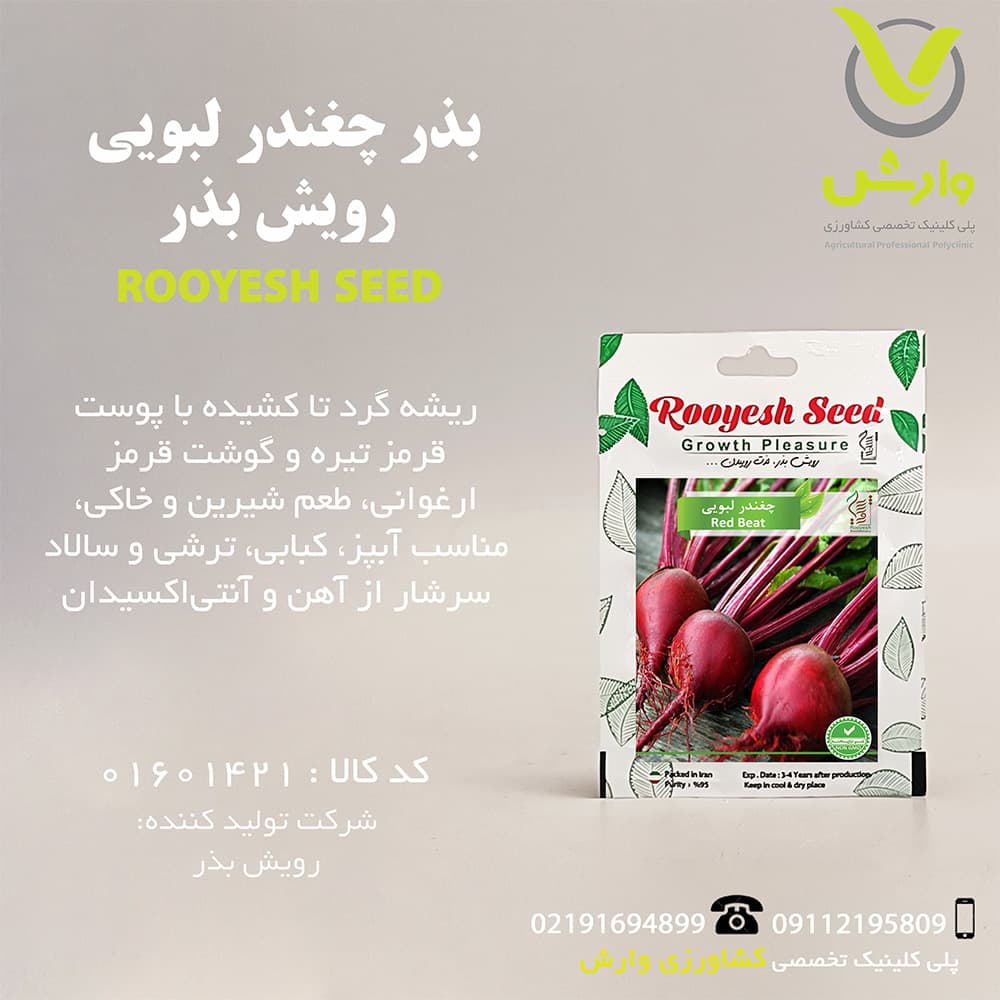 بذر چغندر لبویی رویش بذر