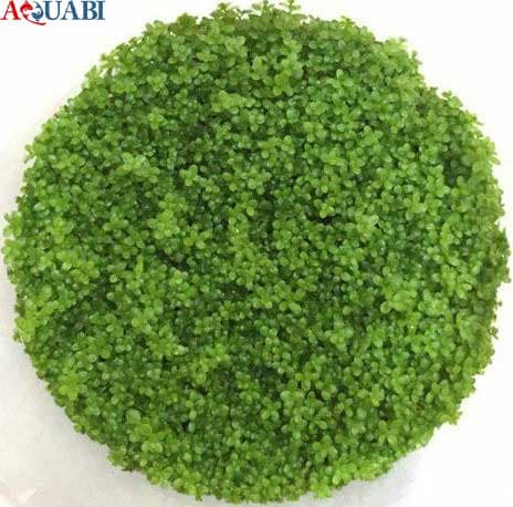 چمن آکواریومی همیانتوس کوبایی یا اشک بچه