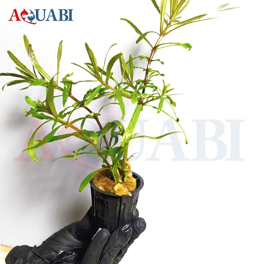 گیاه لیسیماشیا