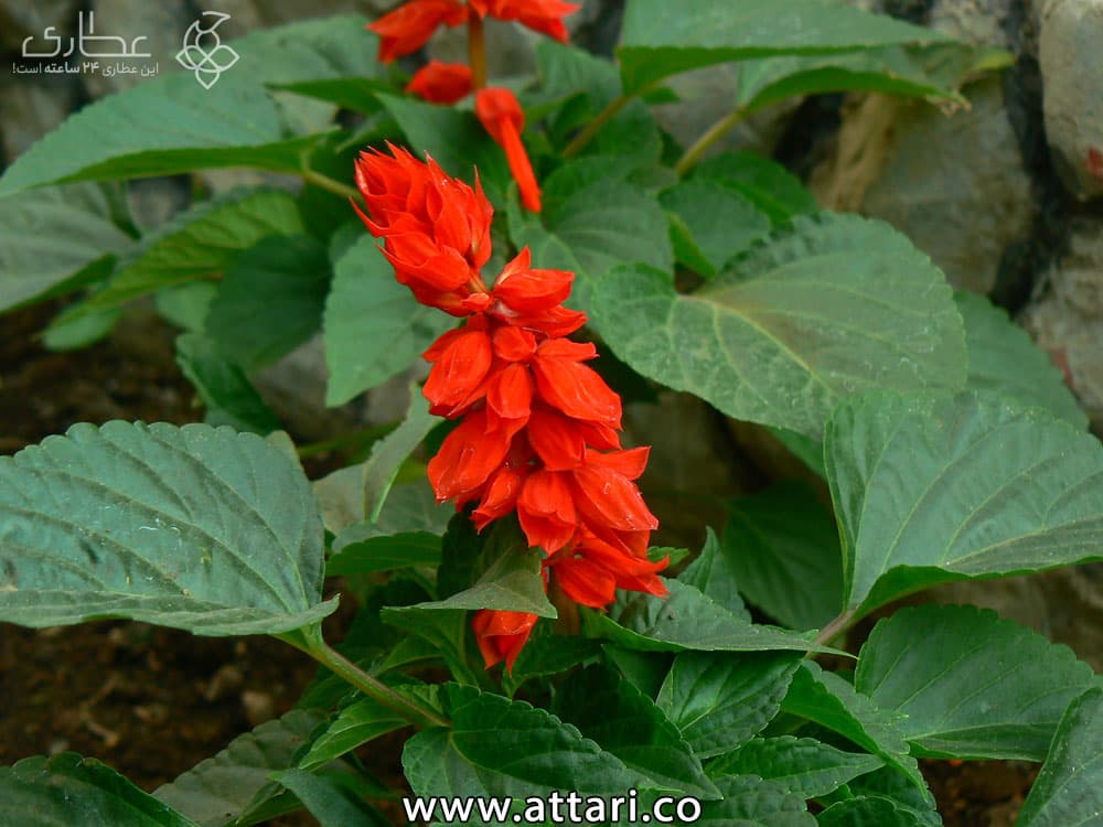 بذر گل مریم گلی (سلوی)