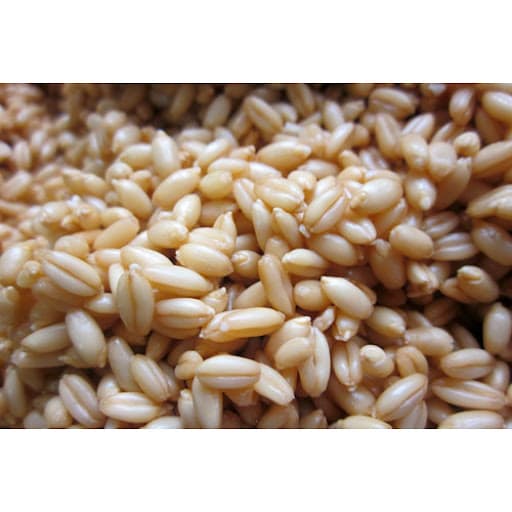 گندم سمنو (یک کیلو گرمی)