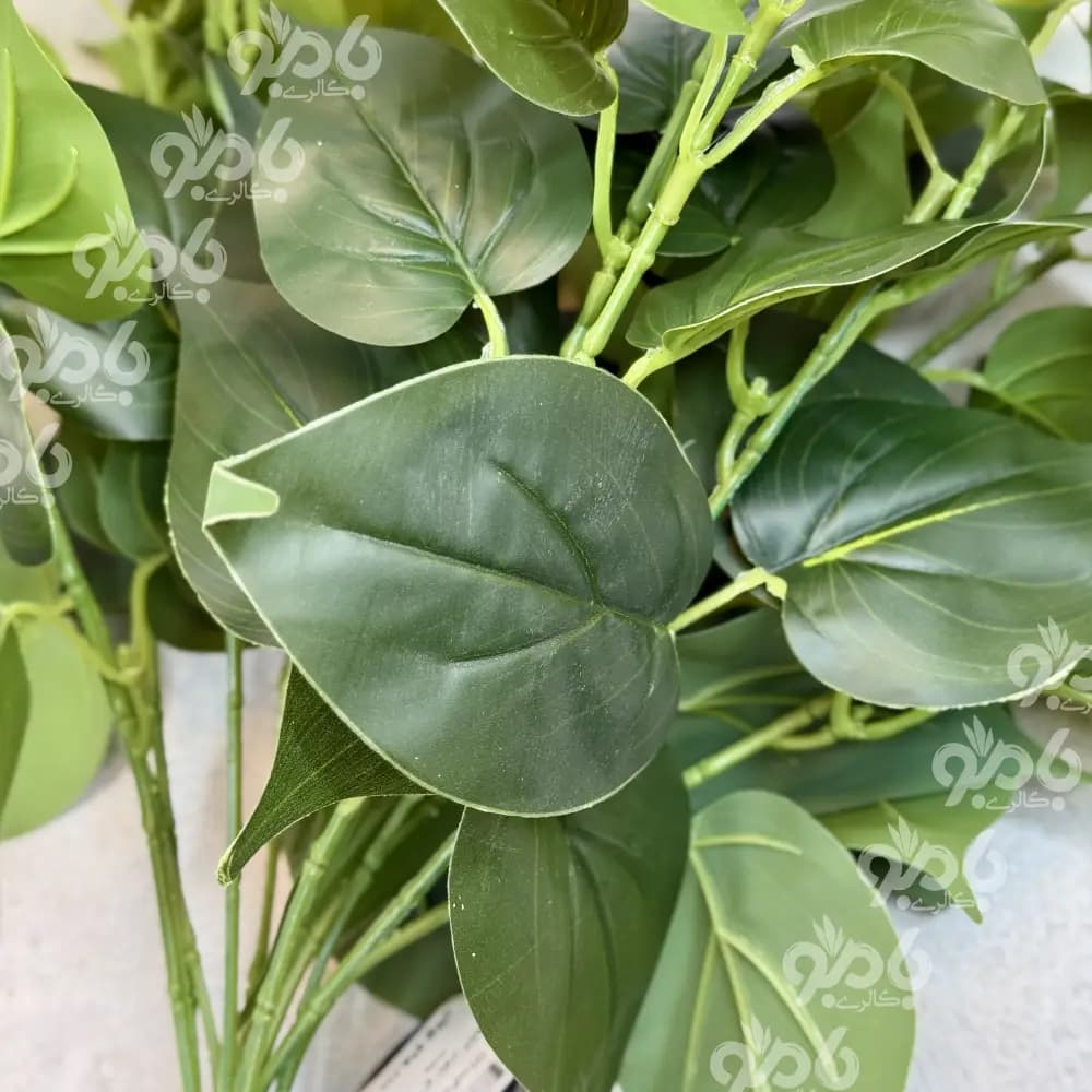 گل بوته ای پتوس 12 بازو کد 00082 — تصویر ۴