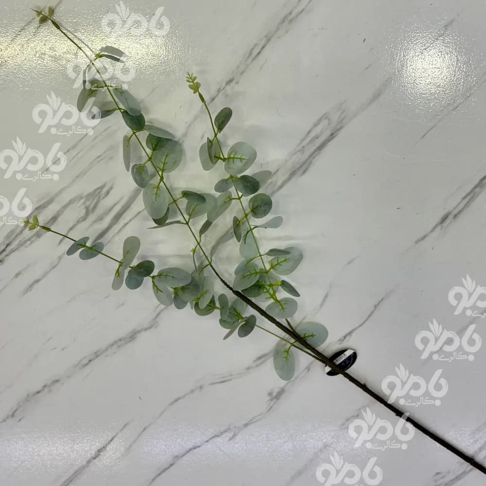 گل بلند شاخه ای اکالیپتوس 3003 — تصویر ۷