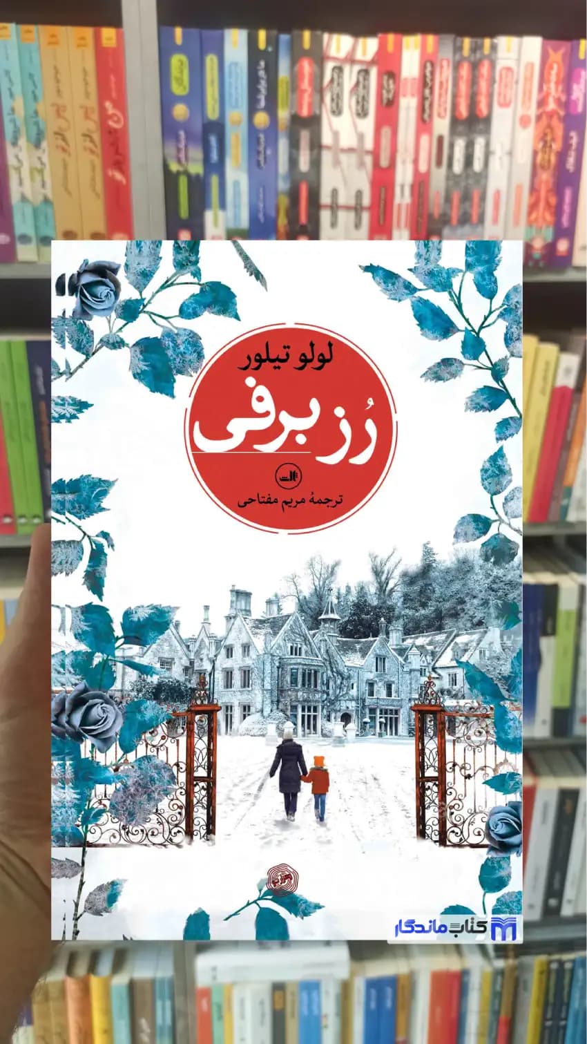 رز برفی لولو تیلور ثالث