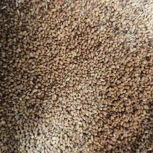 بذر یونجه یک کیلو