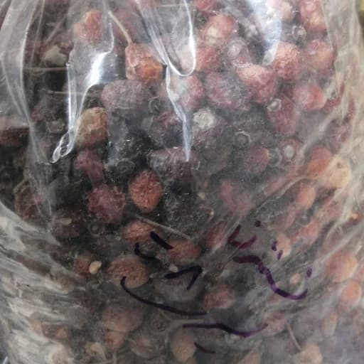 میوه نسترن 75 گرم — تصویر ۲