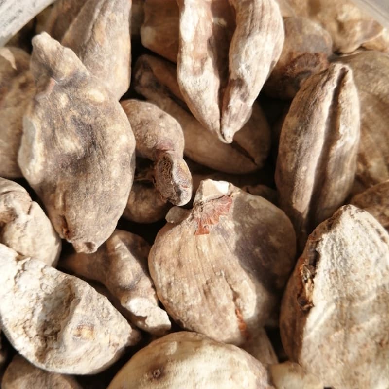 گیاه سورن جان یک سیر