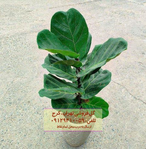 فیکوس آفرقایی مناسب برای تزئین فضای پذیرایی خانه
