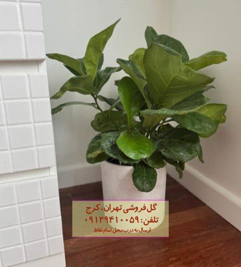 فیکوس آفرقایی برای چیدمان اتاق نشیمن
