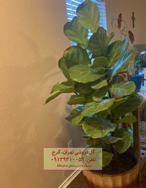 فیکوس آفرقایی مناسب برای فضای پذیرایی