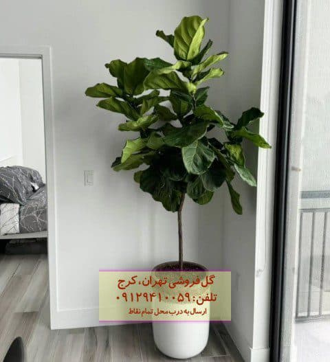 فروش گیاه لیراتا برای طراحی فضای مطب