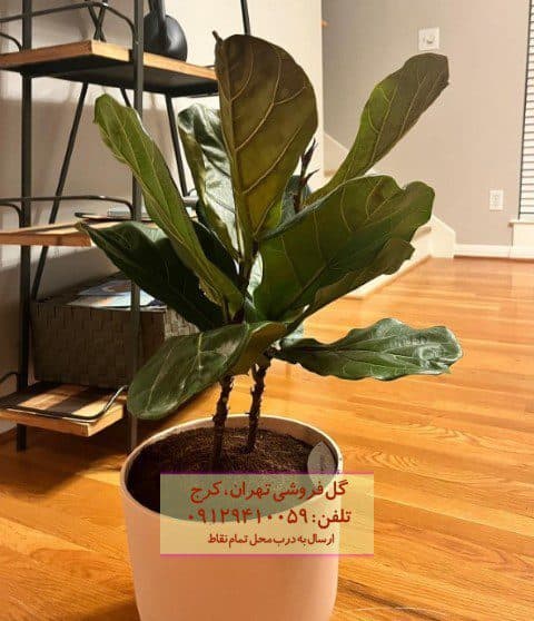 گیاه لیراتا برای طراحی فضای کوچک خانه