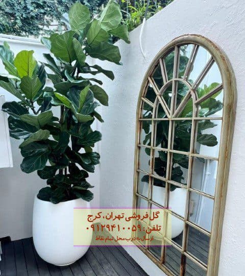 فروش گیاه لیراتا برای دکوراسیون فضای تجاری