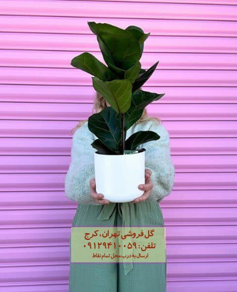 فروش فیکوس آفریقایی برای طراحی فضای کوچک