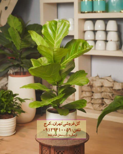 فیکوس آفریقایی مناسب برای زیباسازی تراس