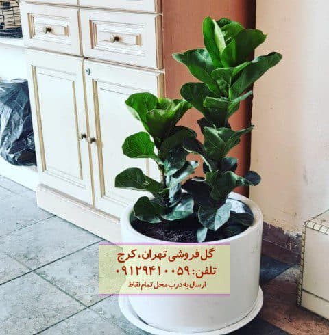 فیکوس آفریقایی برای زیباسازی فضای آپارتمان
