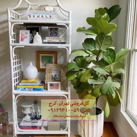 گیاه لیراتا مناسب برای تزئین فضای پذیرایی بزرگ