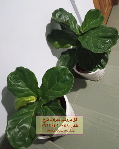 گیاه لیراتا مناسب برای تزئین فضای اداری