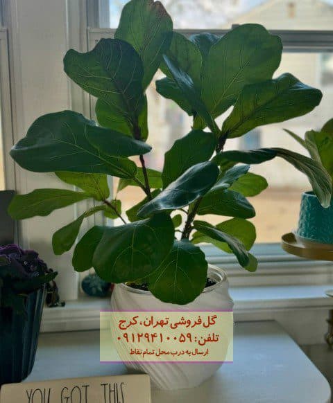 فیکوس آفرقایی مناسب برای تزئین محیط‌های اداری