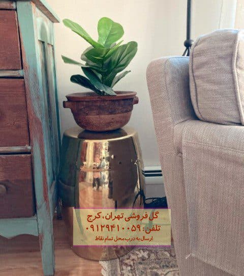 فیکوس آفرقایی برای تزئین فضای مهمان‌خانه