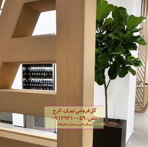 فیکوس آفرقایی برای تزئین فضای اداری لوکس — تصویر ۲