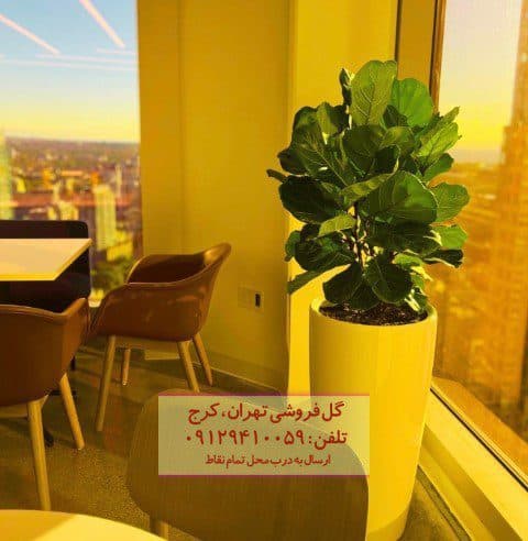 فروش گیاه لیراتا برای طراحی فضای کار