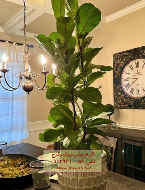گیاه لیراتا برای تزئین مطب پزشکان