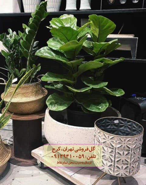 فیکوس آفریقایی برای چیدمان فضای لوکس — تصویر ۲