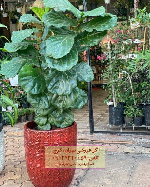 فروش فیکوس آفریقایی برای طراحی فضای هتل