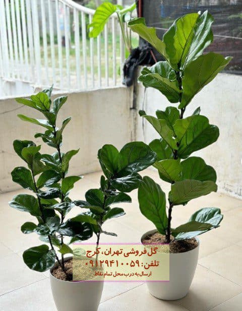 گیاه لیراتا مناسب برای دکور فضای رستوران