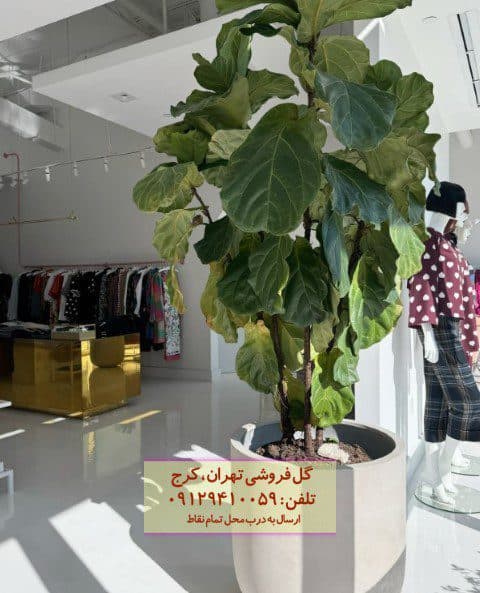 فروش فیکوس آفرقایی برای تزئین فضاهای تجاری کوچک