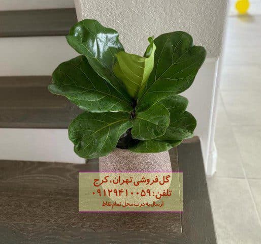 فیکوس آفرقایی برای زیباسازی فضای بیرونی