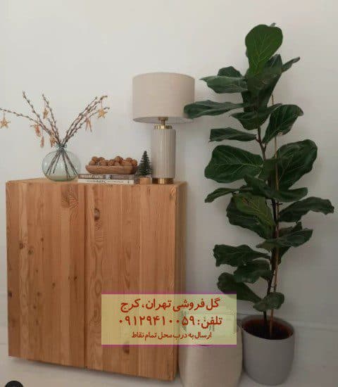 فیکوس آفرقایی برای طراحی محیط‌های درمانی