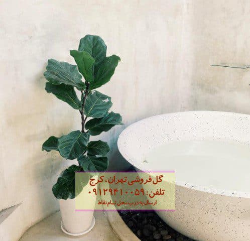 فیکوس آفرقایی مناسب برای طراحی فضاهای تجاری