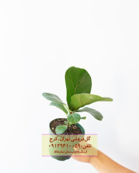 فروش فیکوس آفرقایی برای تزئین فضای اداری