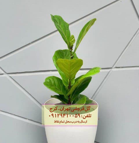 گیاه لیراتا برای طراحی فضای باز