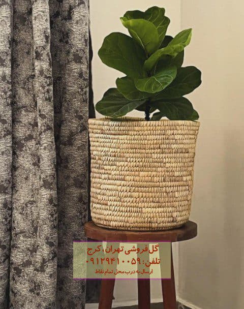 فیکوس آفرقایی مناسب برای طراحی فضای باغچه — تصویر ۲
