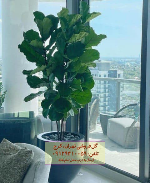 فیکوس آفرقایی مناسب برای چیدمان فضای داخلی خانه