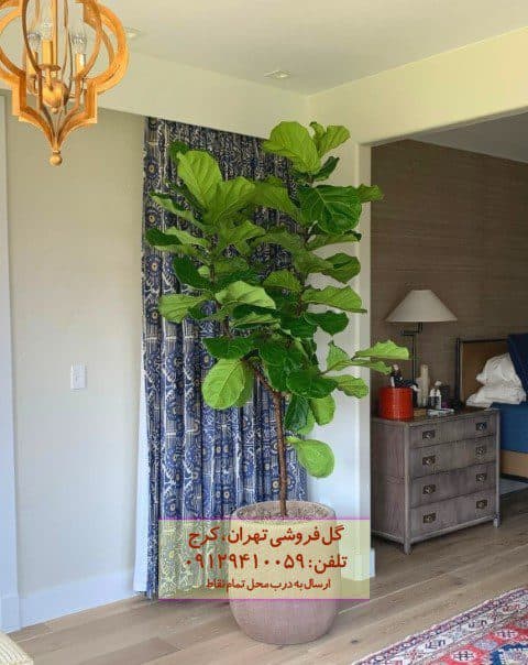 فروش فیکوس آفرقایی برای طراحی فضای بزرگ — تصویر ۲