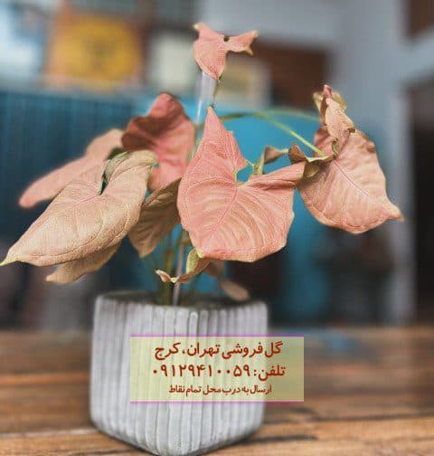 سینگونیوم صورتی مناسب برای طراحی دکوراسیون اتاق کودک