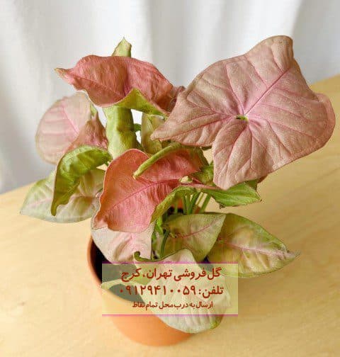 سینگونیوم صورتی برای زیباسازی فضای کوچک داخل خانه