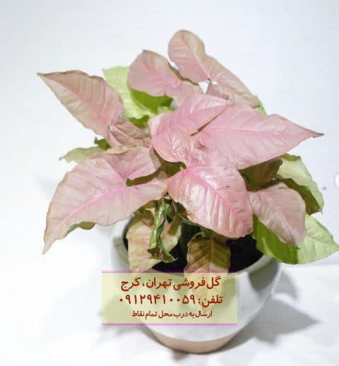سینگونیوم صورتی مناسب برای چیدمان در دفاتر کار