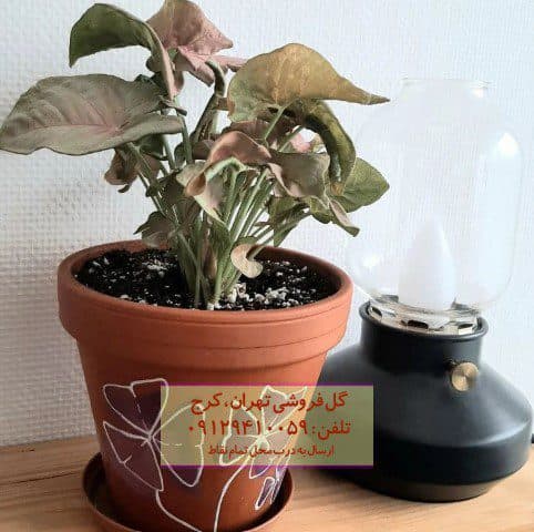 سینگونیوم صورتی برای طراحی فضای نشیمن