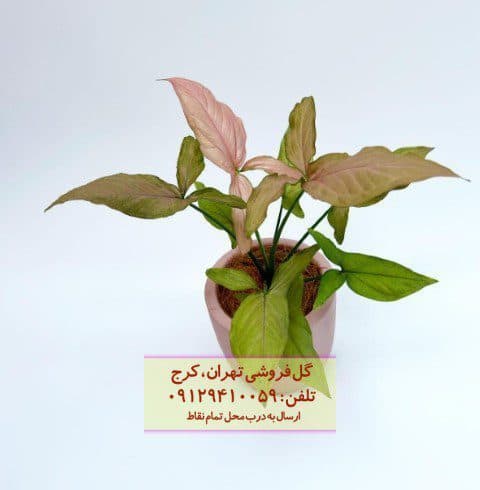 فروش سینگونیوم صورتی برای طراحی دیوار سبز داخل خانه