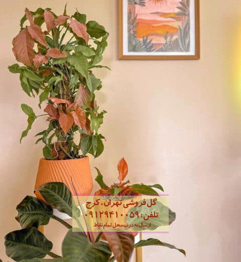 سینگونیوم صورتی مناسب برای طراحی فضای سبز خانه