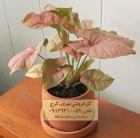 فروش سینگونیوم صورتی برای تزئین فضاهای عمومی