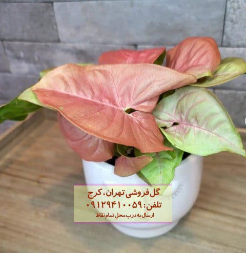 سینگونیوم صورتی برای چیدمان فضای اداری