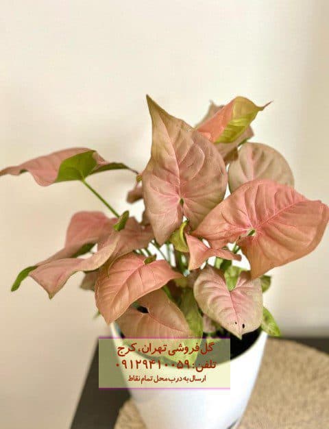 سینگونیوم صورتی مناسب برای تزئین تراس